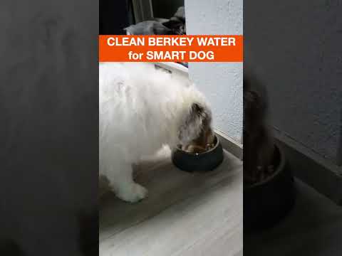 Собака питьевая вода📌 🇳🇱 Жизнь 🐶 в Нидерландах #berkeywaterfilter📌 Funny dog in Holland #shorts