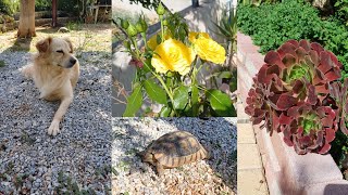 Олины Истории 🏜 Влог #210 🐢Много о Черепахе!!Загниение кактусов/ Поездка в Афины💐