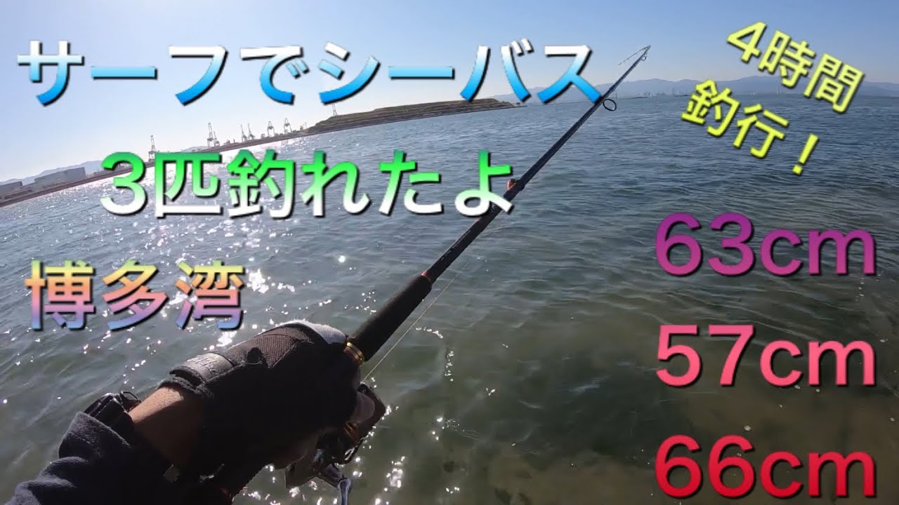 博多湾でルアー３ シーバス Youtube