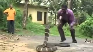 Змея  убийца   королевская кобра