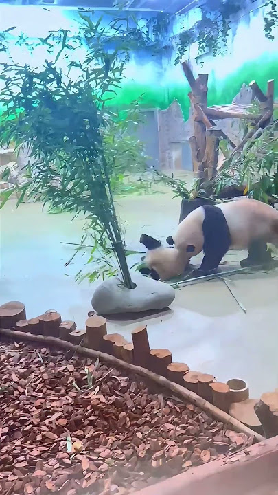 Ultimate Cuteness Overload! Baby Panda's Daily Life 🐼💘 (Shorts)