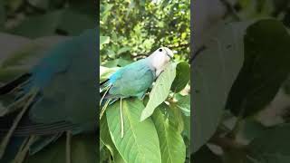 PARROT?CARRYING MIDRIB OF LEAF TO MAKE HIS NEST/ #SHORTS