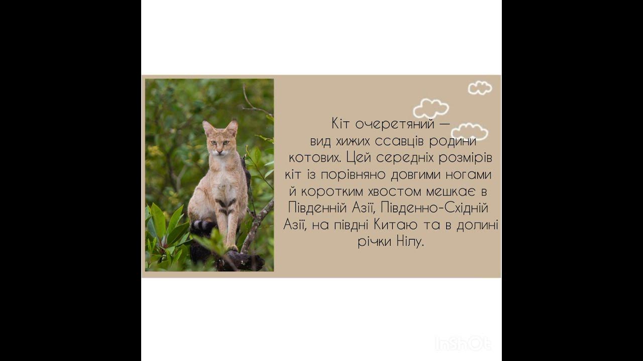 Червона книга України - Очеретяний кіт - YouTube