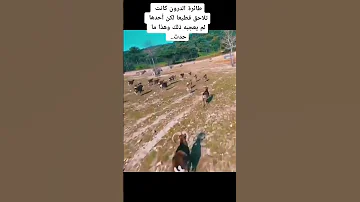 غزال منزعج من طائرة الدرون وكانت هذه النتيجه 