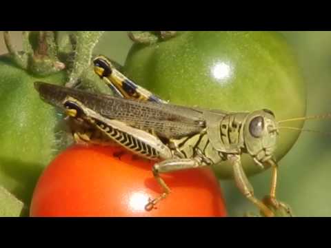 Grasshopper Clings to Cherry Tomatoes in the Wind
