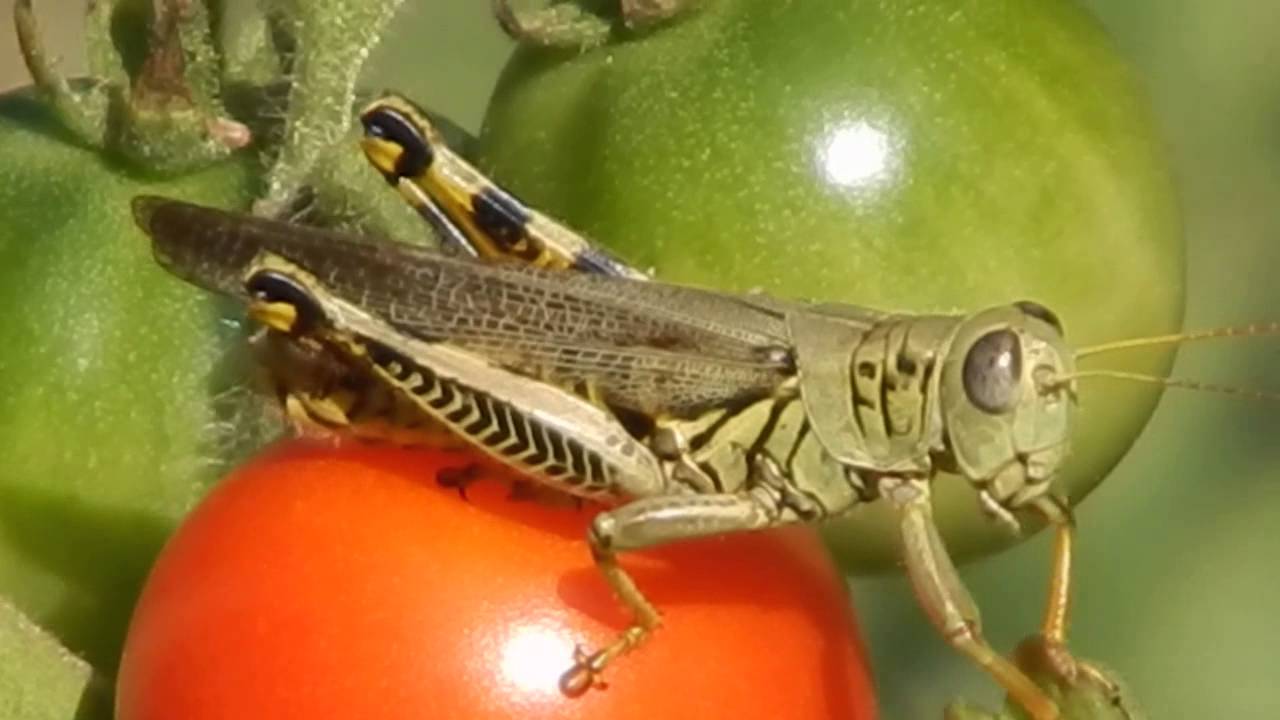 Grasshopper Clings to Cherry Tomatoes in the Wind