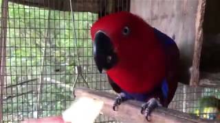 Prettiest Bird Ever Chooses Apple V Corn by Kennys Wild Things 1,525 views 4 years ago 2 minutes, 1 second