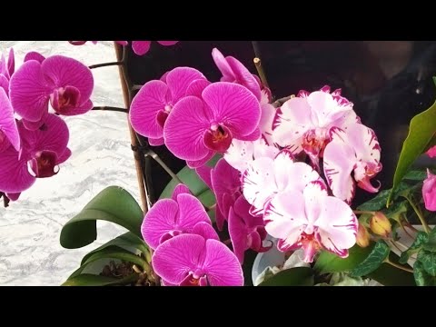 Video: Орхидеяны кантип туура сугаруу керек?