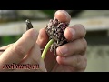 Как заготовить семенной материал для выращивания озимого чеснока