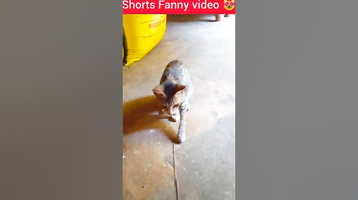Stop Cleaning!🤚 Let's save Our Dirty Rivers Now 💧🌶️#cat #video #shorts #funny #tranding