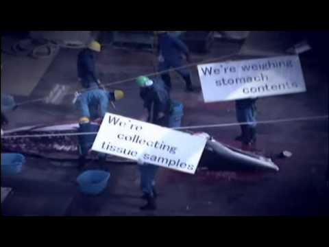 whale wars intro
