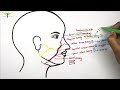 Facial artery  anatomy  origin  branches  anastomosis  knowing anatomy 