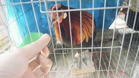 Cách thuần gà rừng rặc mới bẫy về rất nhanh và hiệu quả |Gà Rừng Miền Núi