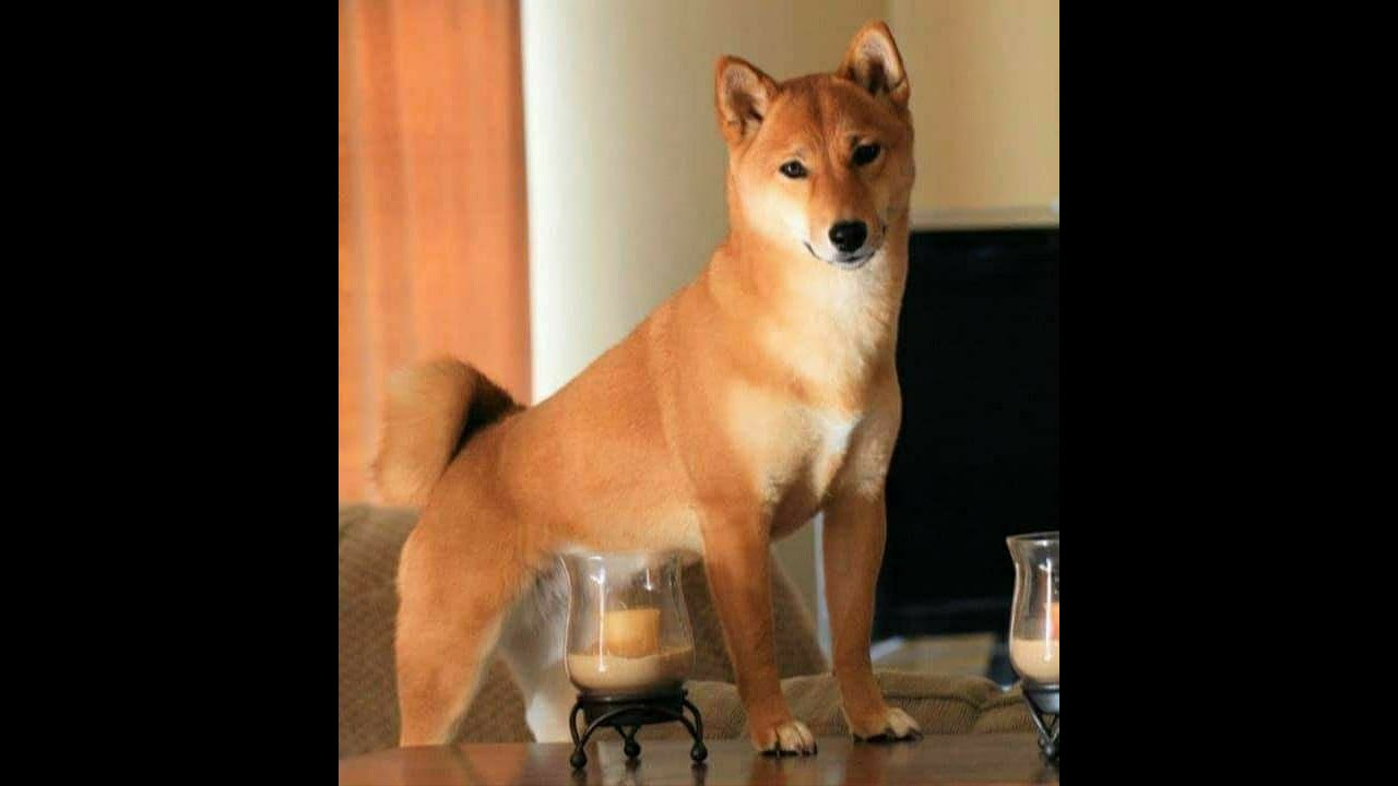 Shiba Inu YouTube