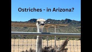 Rooster Cogburn Ostrich Ranch by Sparks On The Go 45 views 1 month ago 10 minutes, 4 seconds