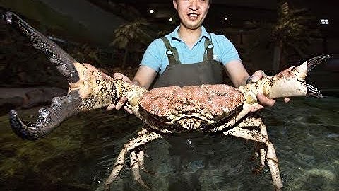 10 Biggest Catches of All Time