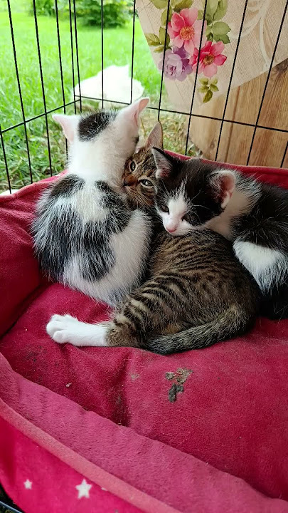 Cute little kittens Part 1 https://www.tiktok.com/@nati_teddy?_t=ZN-8yjXCTzZJTi&_r=1
