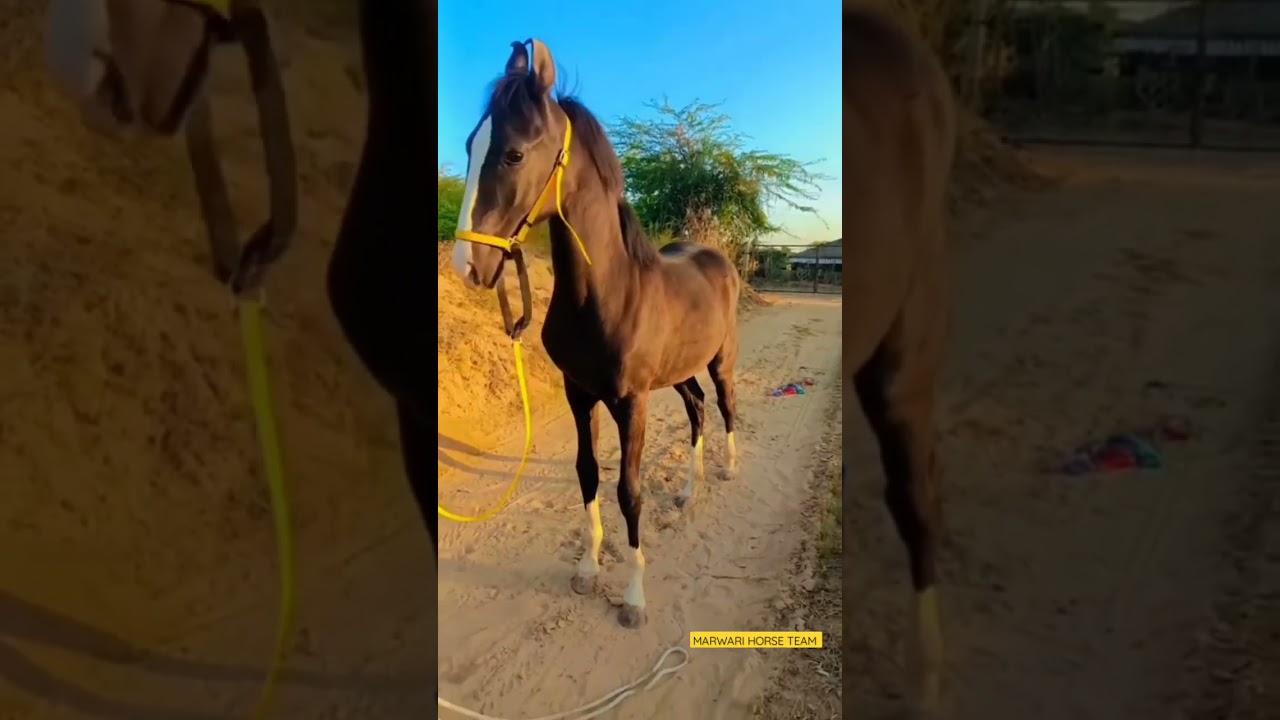 Beautiful Filly Priya 🔥Sire by Champion Stallion Badal Dhanta 