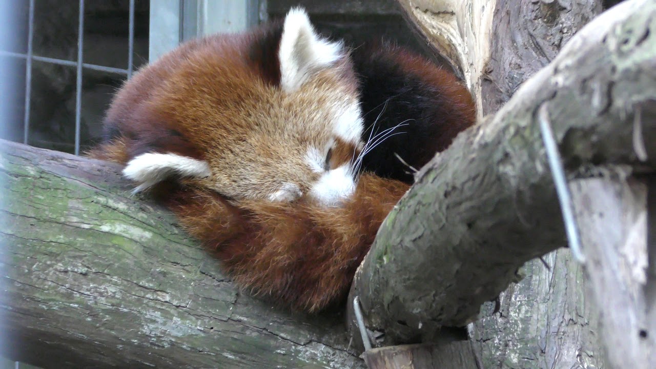 ニシレッサーパンダの くう 熱川バナナワニ園 18年3月18日 Youtube