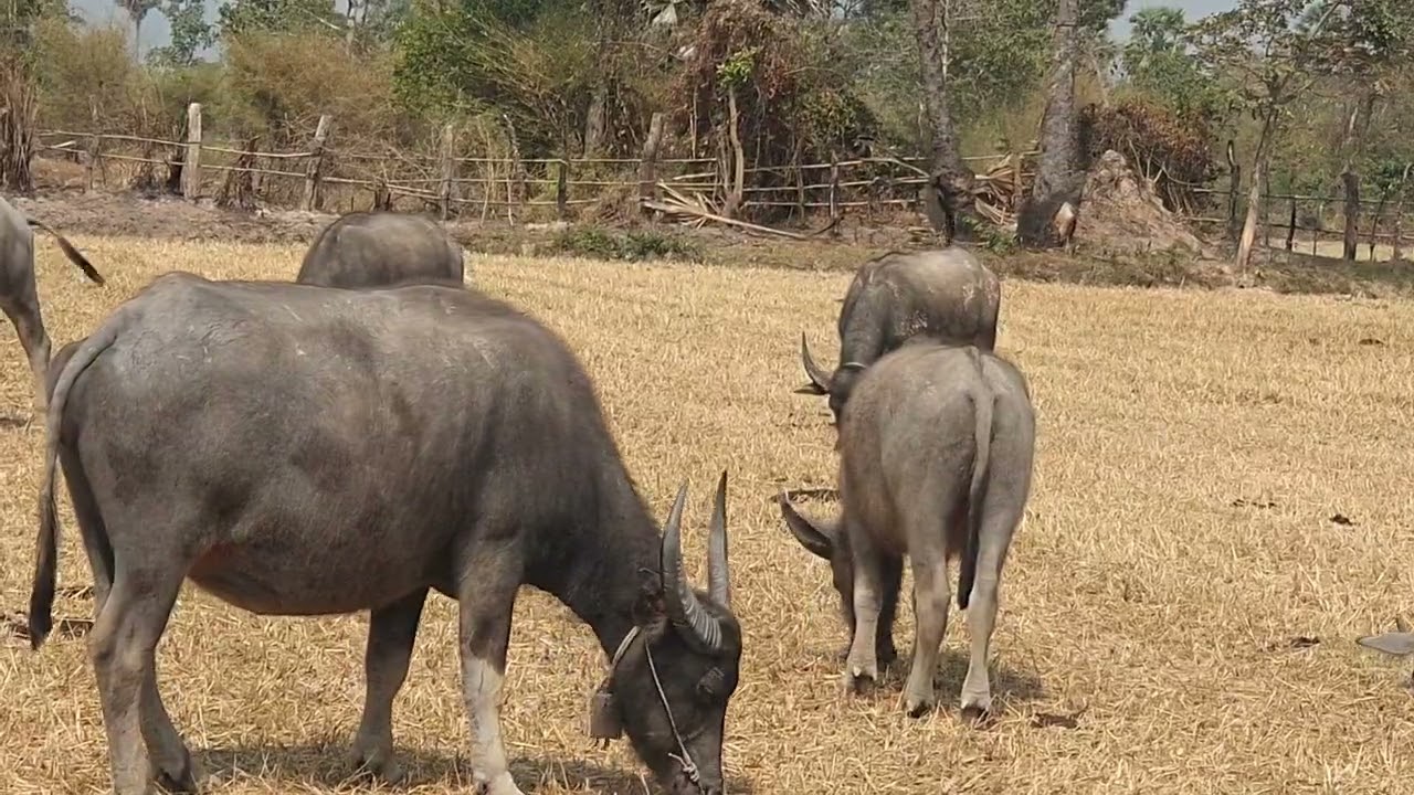 Many large buffaloes are playing in the water and eating grass.🐃🐃🐃