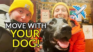 MOVING ABROAD ... WITH YOUR DOG! TIPS AND INFO