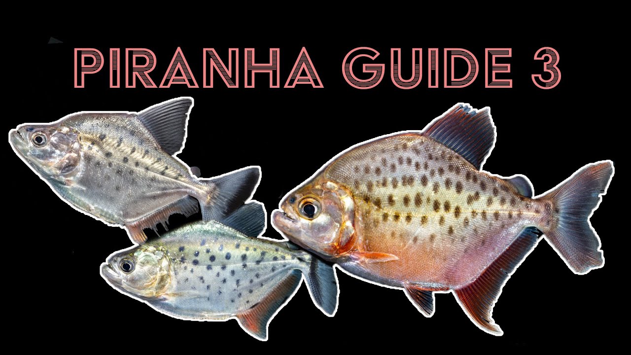 Piranha Guide 3: rare piranhas - Serrasalmus altuvei, S.careospinus and S.magallanesi