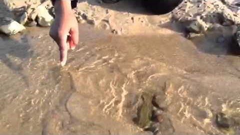 Sinuous Current Ripples