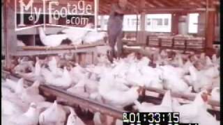 Chicken Hatchery