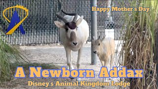 Critically endangered addax born at Disney’s Animal Kingdom Lodge