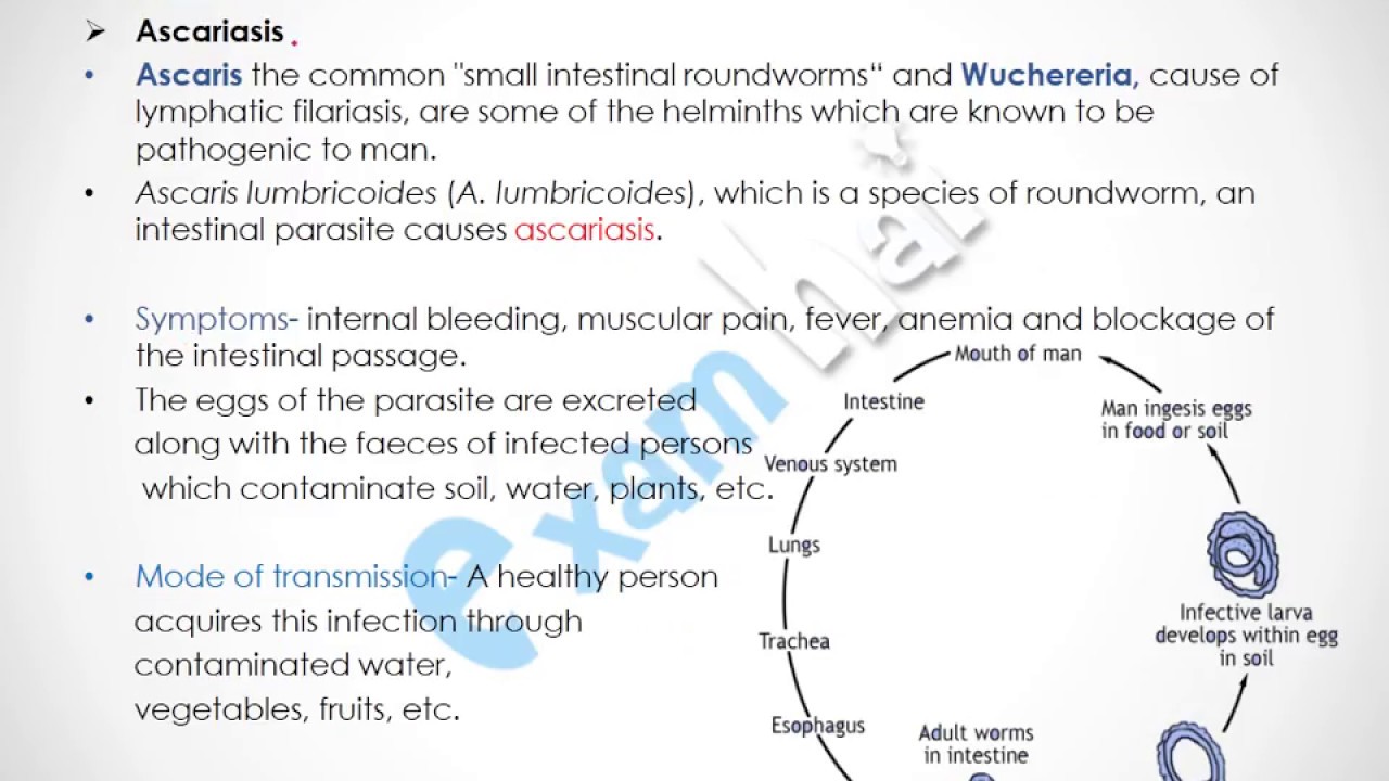 Tüdő parazita betegségei alveococcosis amebiasis ascariasis pneumocystosis. A férgek típusai