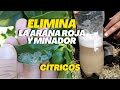 Combina estos 3 ingredientes y me darás las gracias elimina el minador y la araña roja en cítricos