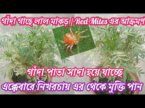 গাঁদা গাছে লাল মাকড়? পাতা সাদা হচ্ছে? মাকড়সার জাল? একেবারে ফ্রিতে এর থেকে মুক্তি পান।