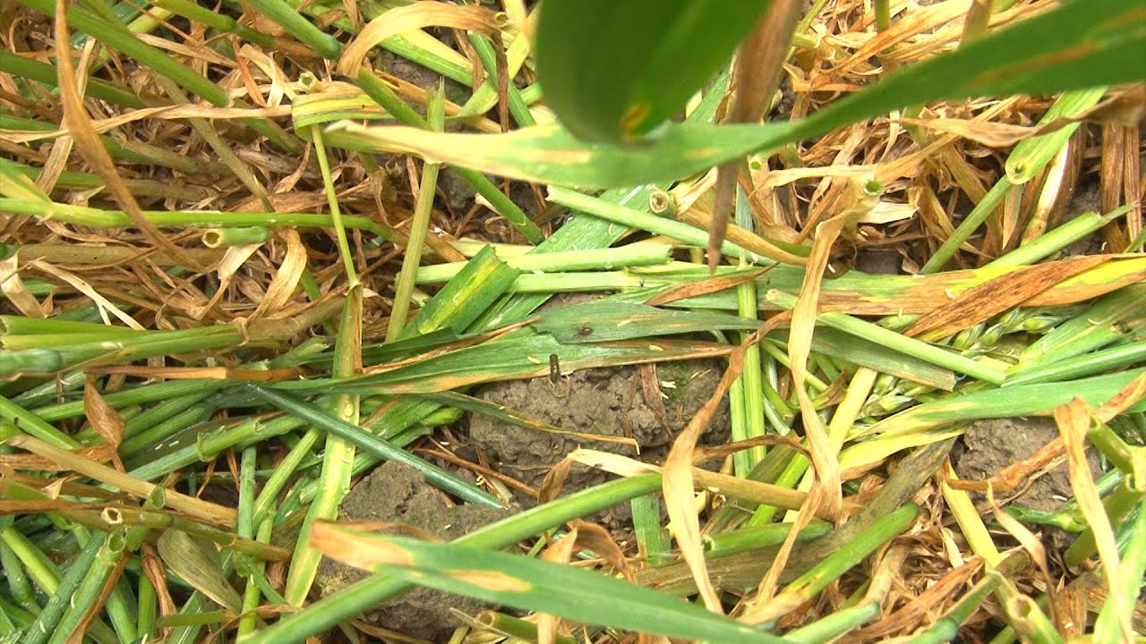 Muizenschade in tarwe en graszaad - www.akkerwijzer.nl