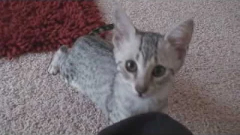 Video 90011: silver egyptian mau kittens, egyptian mau kitten playing, egyptian mau cat, cat old