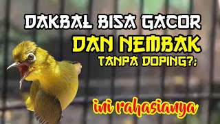 Langkah perawatan pleci Dakbal Bahan cepat gacor dan nembak tanpa Doping