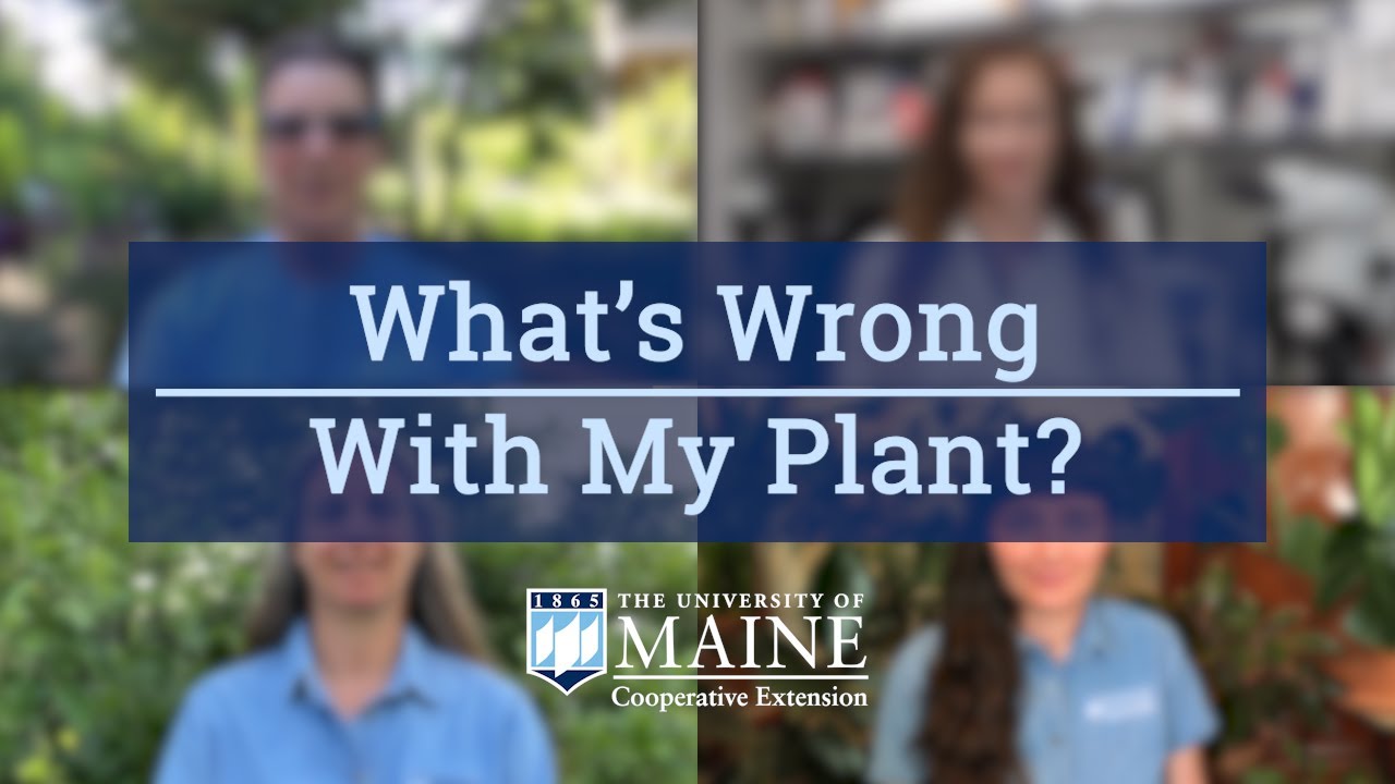 Victory Garden for ME: What's Wrong With My Plant?