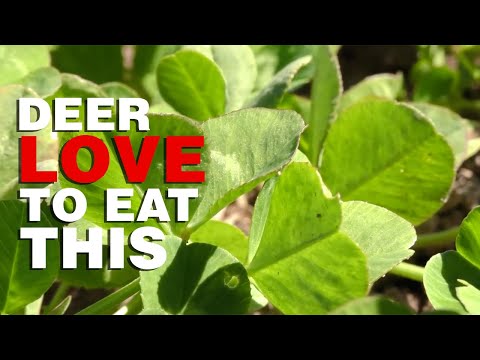 This is What Deer Love to Eat and How Much They Need