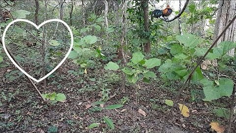 ต่อไก่ป่า Dib qaib tuaj zoo heev 12-12-2022