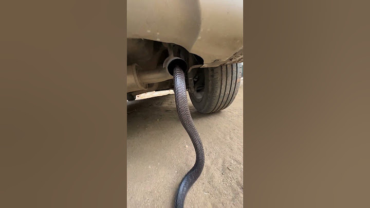 SNAKE CRAWLING INTO THE CAR EXHAUST