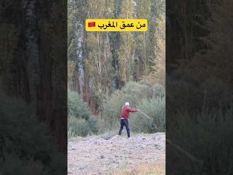 طريقة غريبة و جميلة لإرجاع قطيع الماعز اميلشيل