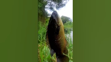 Câu cá lóc rừng U Minh Thượng | Fishing | #shorts