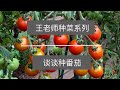 王老师种菜：谈谈种番茄