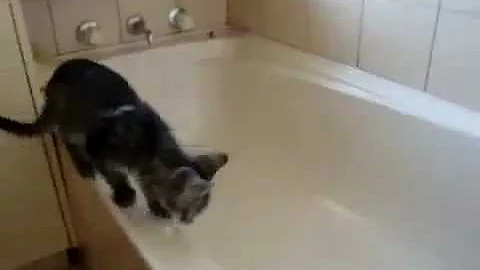 Video 3516981: cat bathtub fails