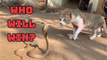 Epic Cat vs Snake Battle in the Backyard | Who Will Win?