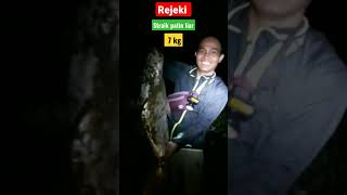 REJEKI MANCING DI MALAM HARI PATIN LIAR 7 KG