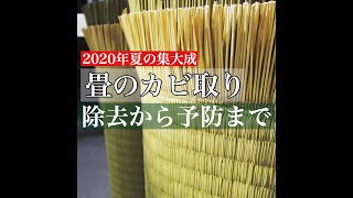 畳カビ取り　正しい除去方、予防法この動画一本で大丈夫！ 2020年夏の集大成のカビ取り動画です