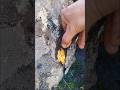 I Broke This Stone and Found REAL Gold Crystal😱🔥#short#gold