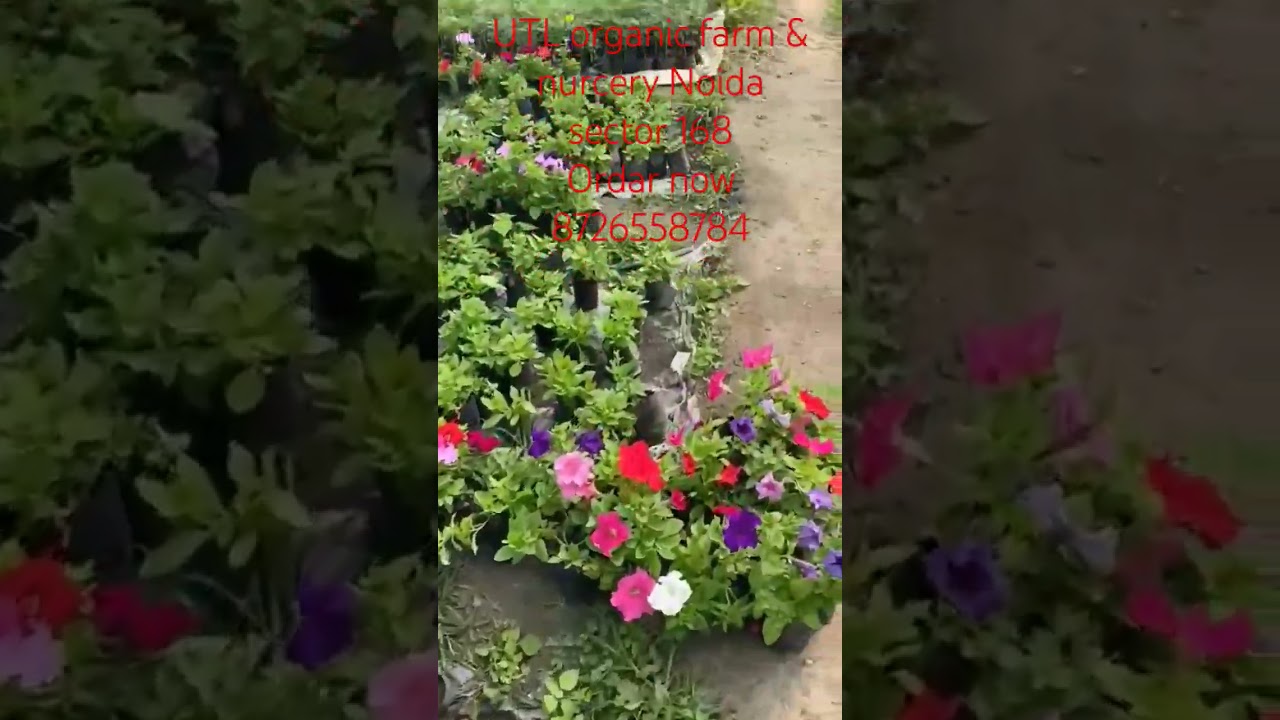 Nursery Noida sector 168