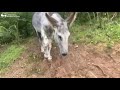 Martina y Leonardo - Así acuden dos burros rescatados a la llamada de su cuidador