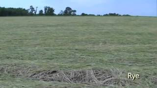 Introducing Cover Crops